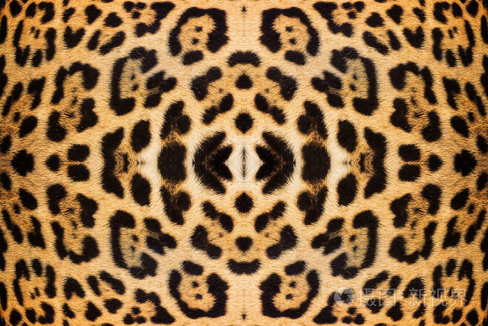 豹子的皮肤纹理为背景的