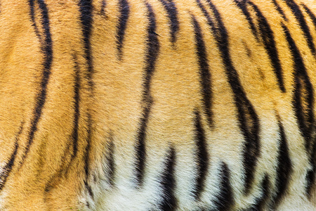 真正的老虎皮肤纹理的照片