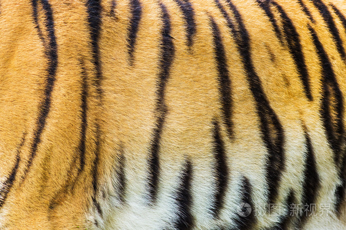 背景真虎皮的质地毛皮真正的虎皮毛皮纹理背景棕色皮毛地毯真正的老