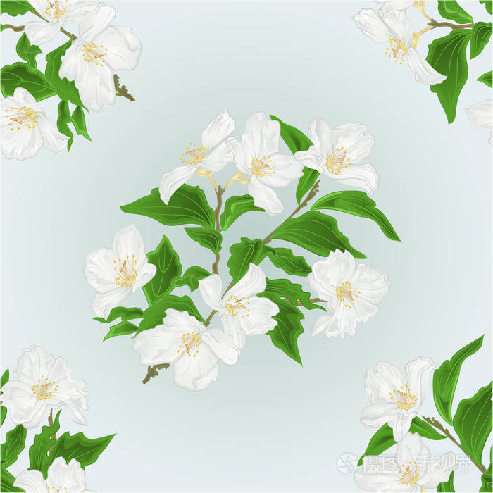 无缝纹理花茉莉分支上蓝色背景复古矢量孤立插画-正版商用图片0n74hg-