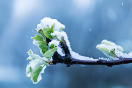 在雪地里的弹簧分公司