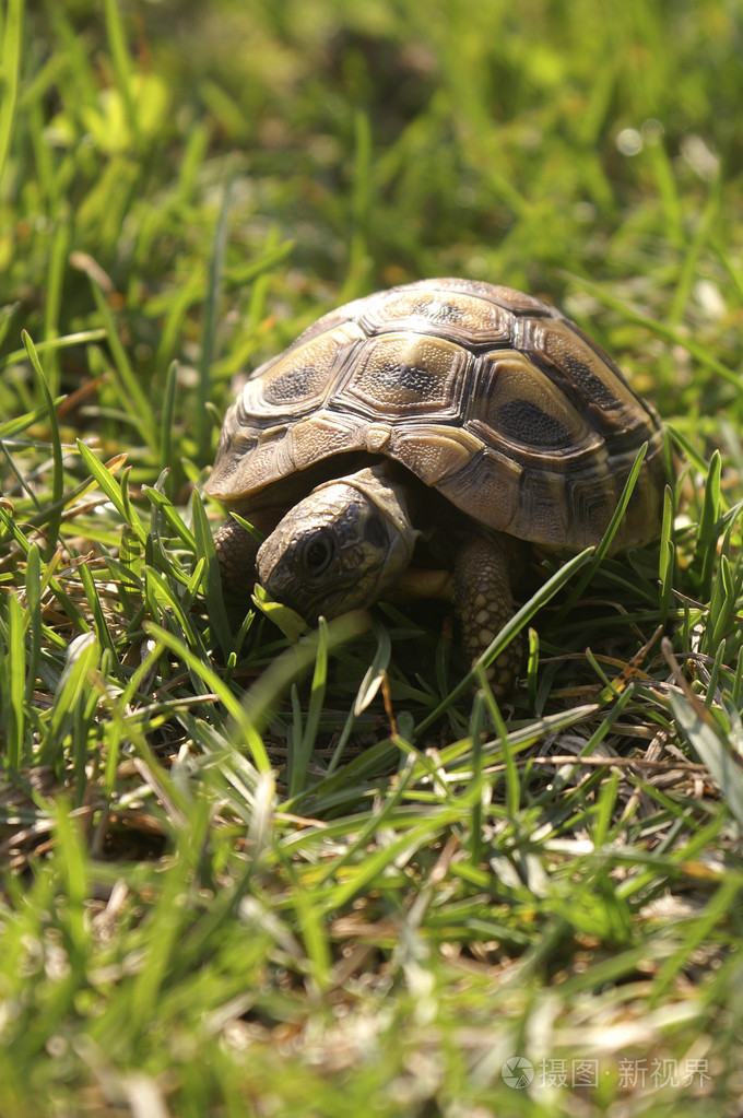 在草丛中可爱的小乌龟