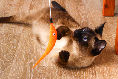 暹罗或泰国猫玩玩具。一只残疾的猫咬伤了一个玩具。三爪, 无肢