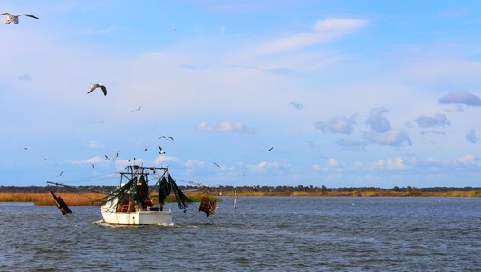 奇虾寒武纪图片