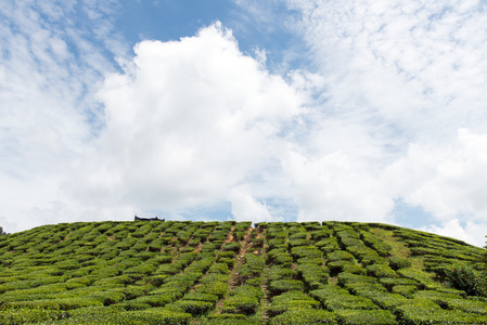 茶叶种植园景观