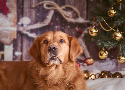 带脸颊的金色猎犬狗