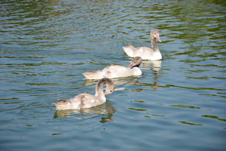 野鸭在湖中智利