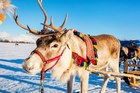 在阳光明媚的冬日, 在挪威北部拉雪橇的驯鹿关闭照片