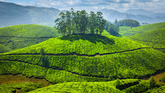 在印度的绿色茶园