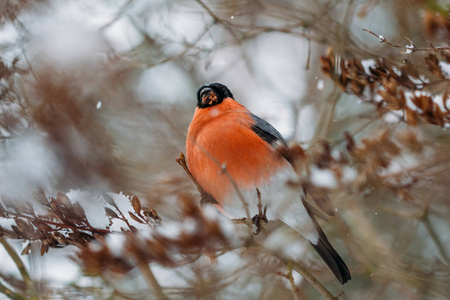 bullfinch 鸟在树枝上的性质