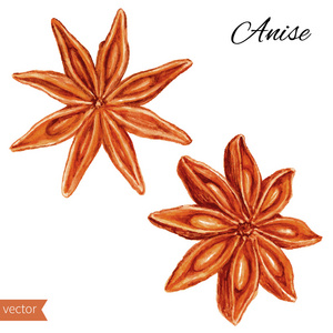 八角茴香水彩插图孤立在白色背景上照片