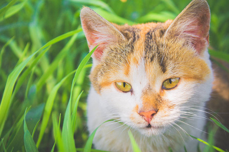 小猫在绿草昏昏欲睡