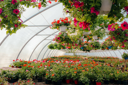 盛开的春季美丽的花棚照片