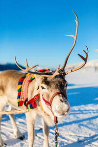 在阳光明媚的冬日, 在挪威北部拉雪橇的驯鹿关闭
