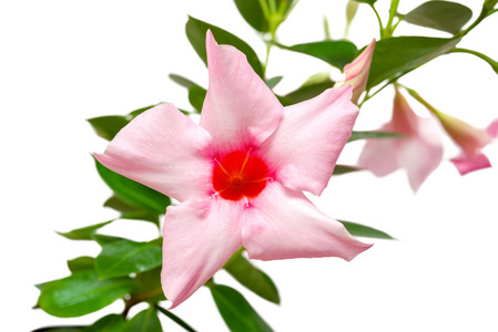 玫瑰 dipladenia 花