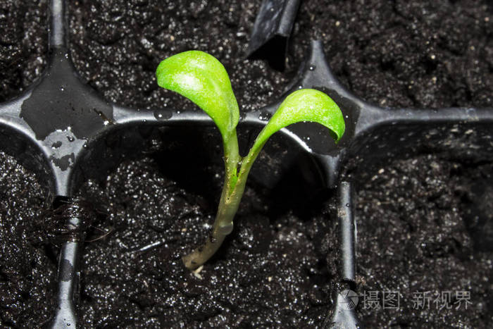 绿色的小芽从地里发芽了从地里长出来的小逃亡春苗