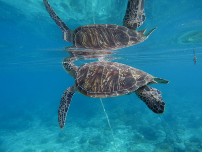 海龟水下用其在水表面的反射。绿海龟特写