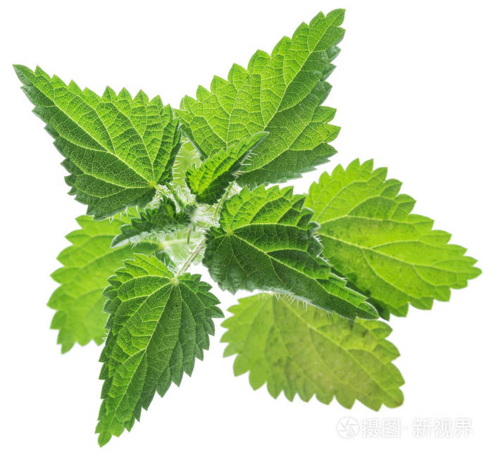 在白色背景上分离的荨麻或荨麻叶