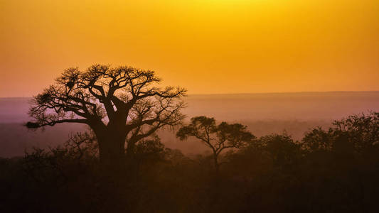 猴面包树景观在南非克鲁格国家公园