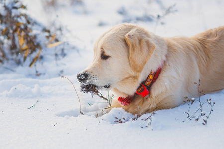 黄金猎犬小狗在雪中