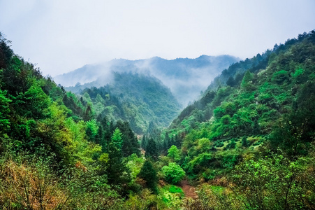 常绿森林概述高绿树顶有浓雾滚滚在郁郁葱葱的荒野照片