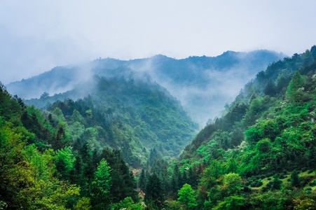 常绿森林概述高绿树顶有浓雾滚滚在郁郁葱葱的荒野