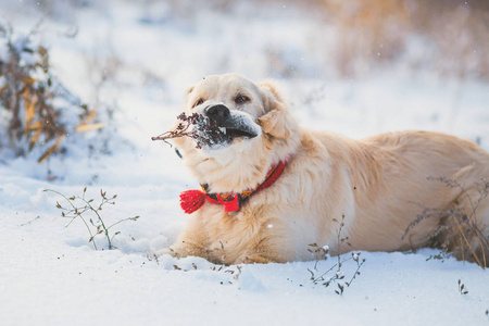 雪地黄金犬高清图片