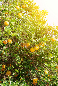很多的成熟和不成熟的橘子树上