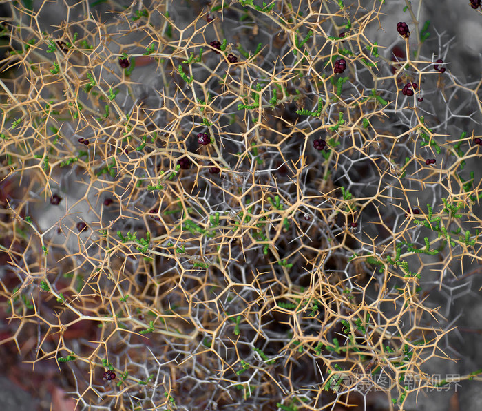 荆棘丛特写视图