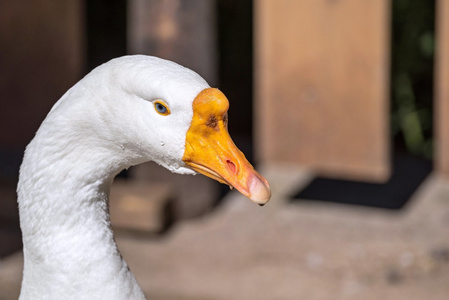 大白鹅灯笼图片