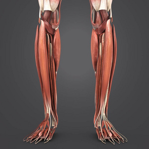 人体腿部肌肉的彩色医学例证