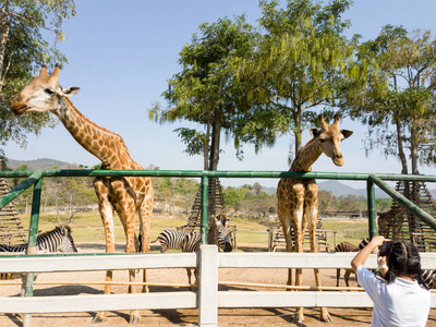 一个女孩的长颈鹿与智能手机拍快照