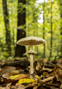 Macrolepiota Procera 蘑菇