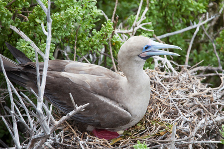 红脚鲣鸟在窝里下蛋图片