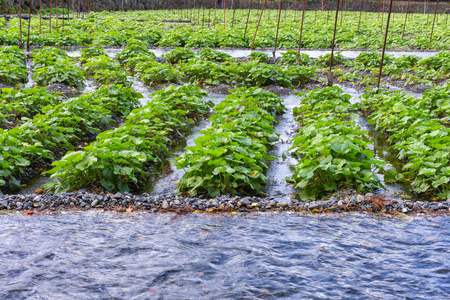 日本长野绿色山葵植物摄影图