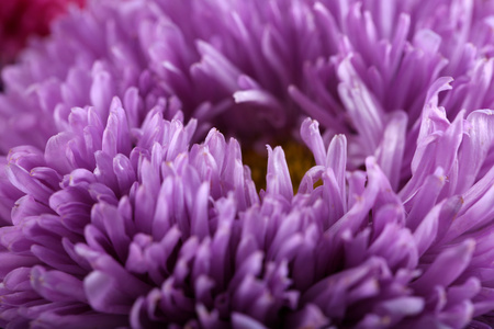 美丽的紫菊花