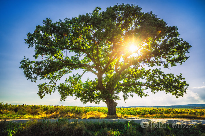 在字段中,hdr 的大绿树