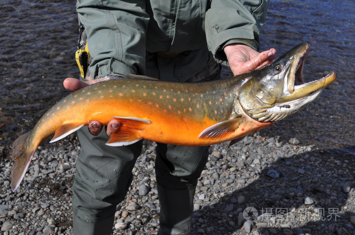 挖掘钓鱼-北极红点鲑