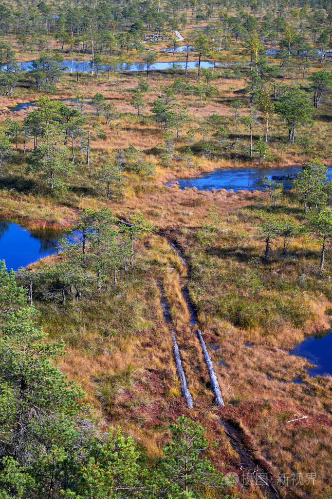 凸起的沼泽。拉脱维亚 Kemeri 国家公园。夏天