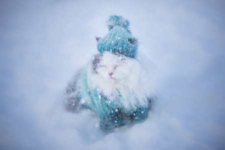 毛茸茸的猫在冬天走过雪堆