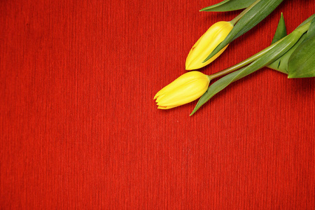 在3月8日的题字与花在红色背景