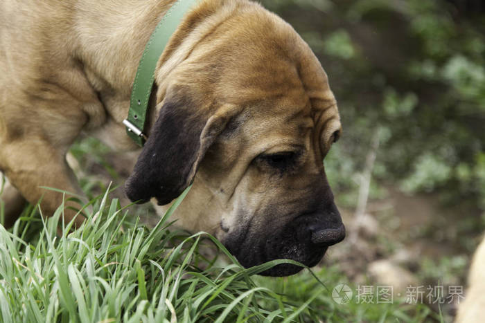 寻血猎犬狗吃草