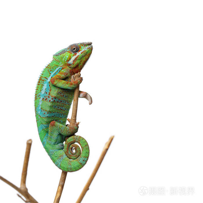 活变色龙爬行动物