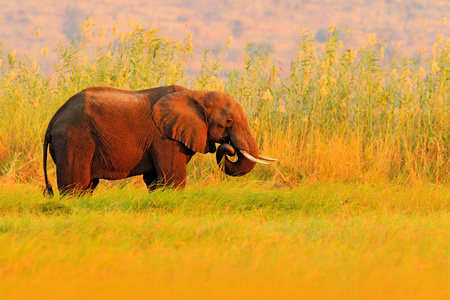 黄色和绿色的草黄色和绿色的草象照片