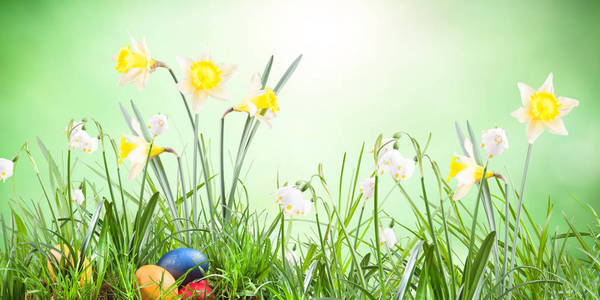 海报, 春天的雪花, 水仙, 在草地上的鸡蛋大自然背景