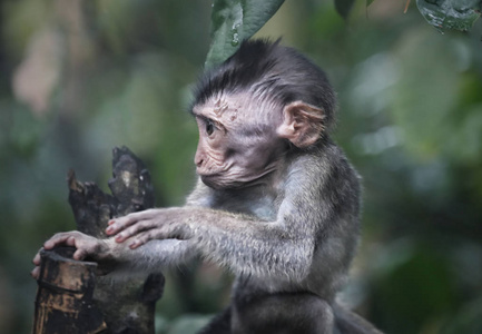 大连森林动物园猴与竹树桩在大连市森林动物园的绿叶模糊背景照片