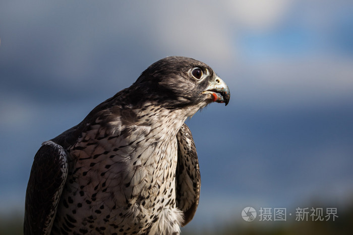 吃在阿拉斯加的海东青