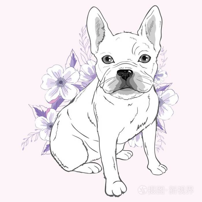 法国斗牛犬坐在白色背景前