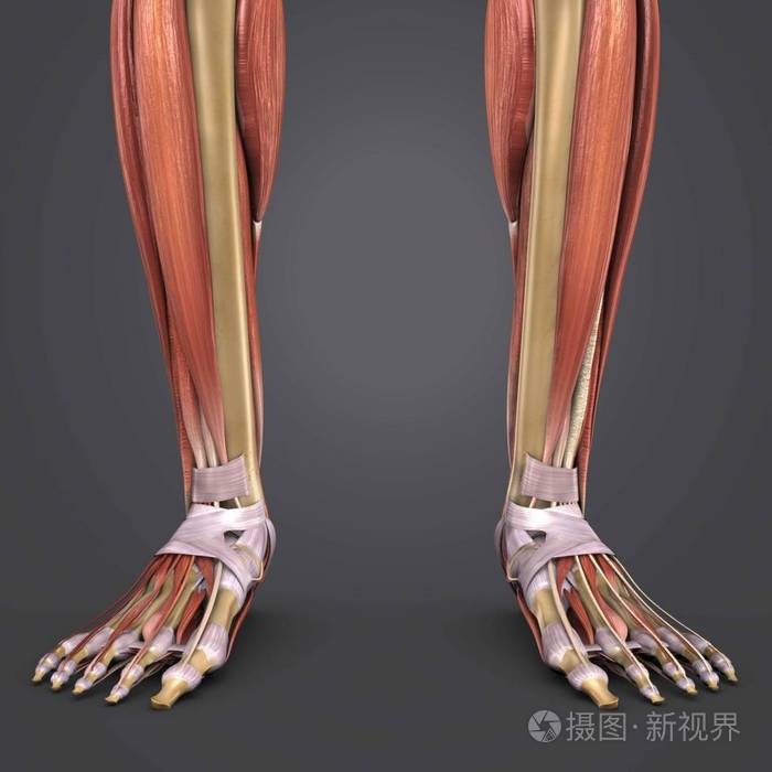 人体腿部肌肉的彩色医学例证