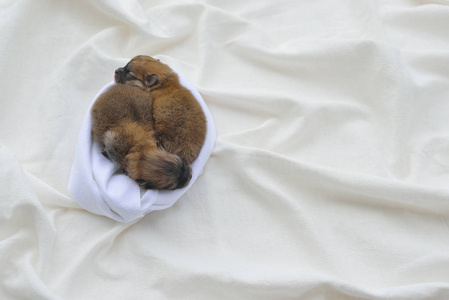 两个新生的博美犬幼犬，躺在柔软的毛巾